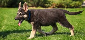 East european shepherd vs german shepherd. European German Shepherd Complete Guide To The European Strain