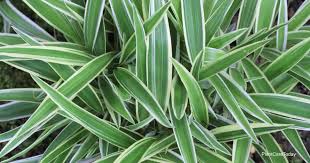 Image result for Chlorophytum sparsiflorum