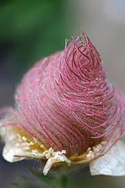 Pin On Flowers