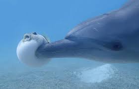 Pufferfish Being Booped By A Dolphin Cute Animals Animals Cute Animal Pictures