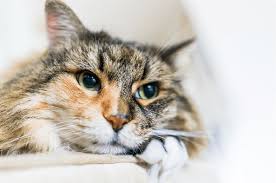 10 Cara Obati Sakit Mata Pada Kucing