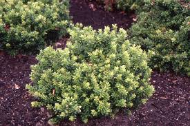 Image result for Vaccinium madagascariense