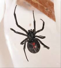 If you live in south america, it. Black Widow Spider Facts Live Science
