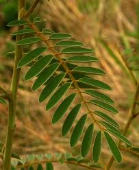 Image result for Tephrosia vogelii