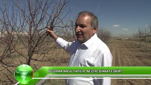 Dikimden önce, fidanlarda budama yapılmalıdır. Budama Nasil Yapilir Nelere Dikkat Edilir Youtube