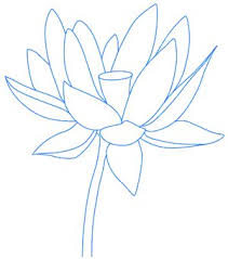Kalau anda berencana memindahkan teratai ke kolam, gunakan air dari kolam (asalkan cukup hangat). Cara Menggambar Tatana Pensil Lotus Cara Menggambar Tahapan Pensil Bunga Lotus Cara Menggambar Tahapan Pensil Lotus