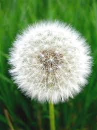 Untitled Beautiful Flowers Dandelion Flower Dandelion