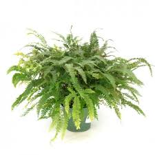 Image result for Adiantum hispidulum