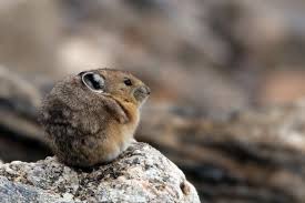 Pin On Usa Daily Wildlife Photos