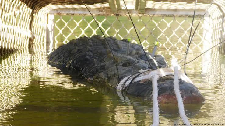 Giant 600 kg croc caught in Australia