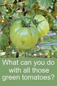 What Can You Do With Green Tomatoes Here S How To Predict A Frost Ripen Them On The Vine And Off The Vine Plus Re Green Tomatoes Tomato Green Tomato Recipes