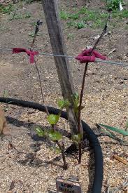 Grape vine flowers fall off. Bleeding Grape Vines Pruned In Spring Fixed This Is Big Mary G Holland