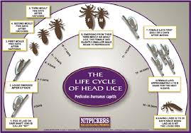 Image result for lice life cycle