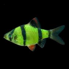 Tropical Fish For Freshwater Aquariums Glofish Electric