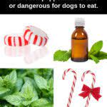 Can Dogs Eat Peppermint What To Know About Dogs And Peppermint