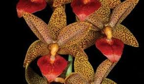 Image result for Manniella