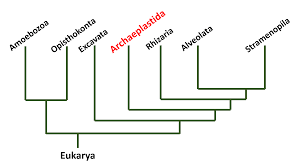 Eukarya Phylogenetic Tree Made By Layla Khalili Made With Information From Bio 203 Lecture Used With Permission Phylogenetic Tree Chart Letters