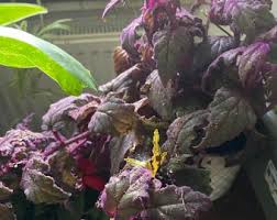 Image result for Gynura scandens