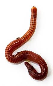 Image result for Red Wigglers