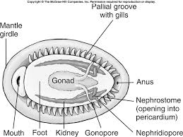Image result for Platycaulos