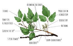 Poison oak is a relative of poison ivy. How To Identify Poison Ivy Illustrated Guide Greenbelly Meals