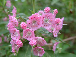 Image result for Clutia angustifolia