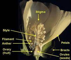The individual anthers can be seen projecting beyond the scales of the catkin. 5 A Cross Section Of A Mature Cotton Flower The Cotton Flower Download Scientific Diagram