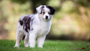 Maybe you would like to learn more about one of these? Aussie Shepherd Online Shopping Mall Find The Best Prices And Places To Buy