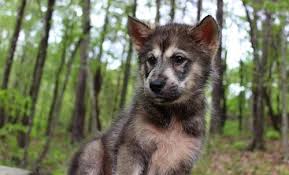 Akc, aca, ica, ckc, and apri registered pets available. Tamaskan Rescue Nc Dogs