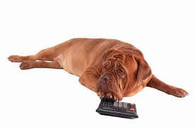 Es gibt aber auch wenige gemeinden in der bundesrepublik deutschland, die keine hundesteuer erheben. 5 Tipps Um Hundesteuer Zu Sparen Oder Auch Nicht Mydog365 Magazin