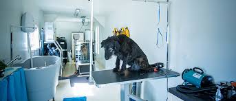 Soyez plus productif dans votre travail de réécriture ! Hydrotherapie Pour Chien Seine Et Marne 77 Pension Chien Pension Chats Pension Chevaux Hydrotherapie Chien Elevage Education Chien