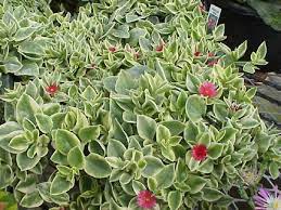 Hi dominic, you can see more about this plant here: Plants Seedlings Succulent Plants Aptenia Cordifolia Variegata Succulents Home Garden