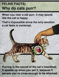 Cats Purr Because You Re Close Enough To Attack Why Do Cats Purr Cat Purr Cat Facts