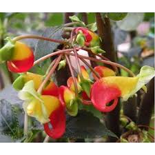 Image result for Impatiens niamniamensis