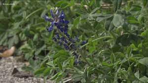 After your bluebonnet plants start to die back, about six to eight weeks after the flowers' springtime bloom. Lady Bird Johnson Wildflower Center Expects Earlier Bluebonnet Blooms This Year Kvue Com