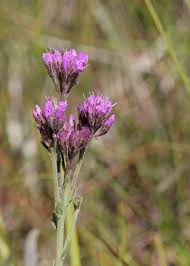 Image result for Leucas oligocephala