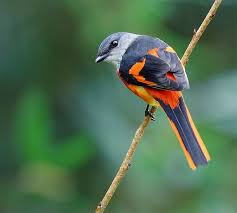 Pin On Birds