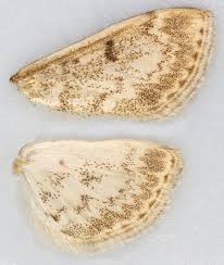 Image result for Anania perlucidalis