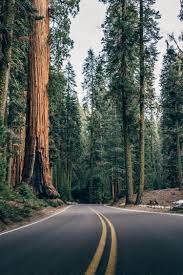 Reasons To Visit The Redwood Forest Near Me Exclusive On Travelarize Com Vintage Nature Photography Forest Photography Nature Photography