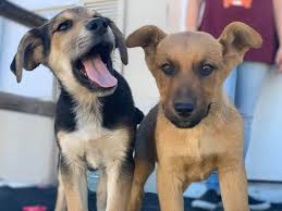 First time I have seen these little cuties