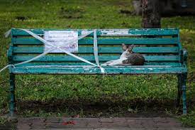 People Probably Caught Coronavirus From Minks That S A Wake Up Call To Study Infections In Animals Researchers Say The Washington Post