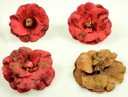 In the 1990s a camillia flower blight arrived in new zealand. Petal Blight Of Camellia