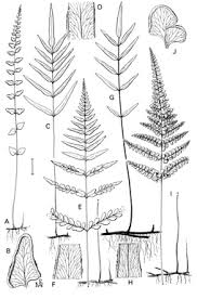 Image result for Lindsaea ensifolia