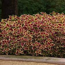 Taller varieties can be used in borders, and shorter varieties can be grown in pots. Crimson Gold Coleus Premium Sun