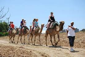 Address, phone number, camel park reviews: Cheap Fun Place To See The Animals Ride A Camel Play Some Games And Eat Review Of Camel Park Mazotos Cyprus Tripadvisor