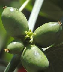 Image result for Corallocarpus welwitschii