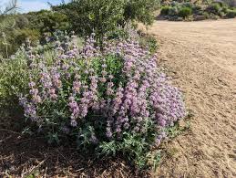 Image result for Salvia stenophylla