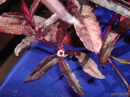 Image result for Alternanthera sessilis