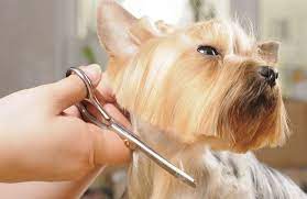 Pin On Dog Stuff