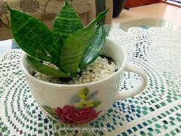 Pokok saya ni dari sehelai daun. Pokok Lidah Jin Sebagai Tanaman Hiasan Dalam Rumah